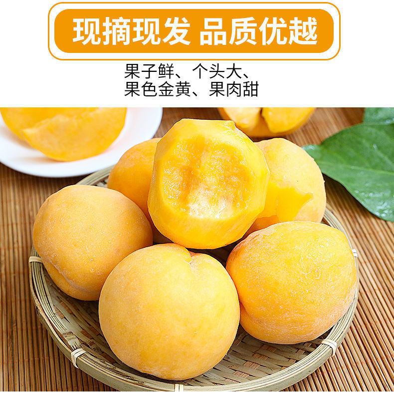 农家自产 黄桃新鲜水果桃子黄毛桃现摘现发产地直发特产多汁蜜桃