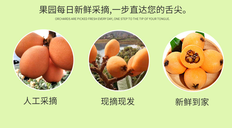 农家自产 四川攀枝花米易枇杷大果新鲜水果产地直发应季琵琶酸甜水果