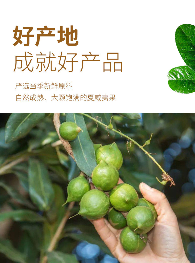 旭奇 夏威夷果奶油味新货大颗粒网红休闲小零食袋装罐装家庭实惠装