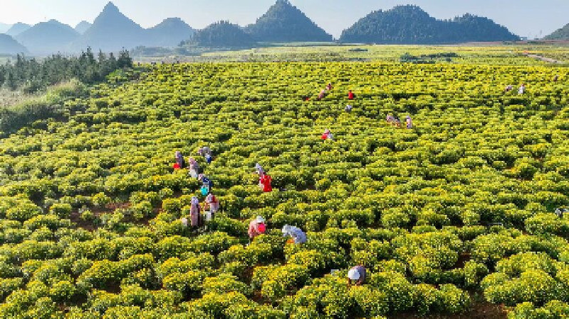 滇南垚润 麒麟区滇南垚润金丝皇菊