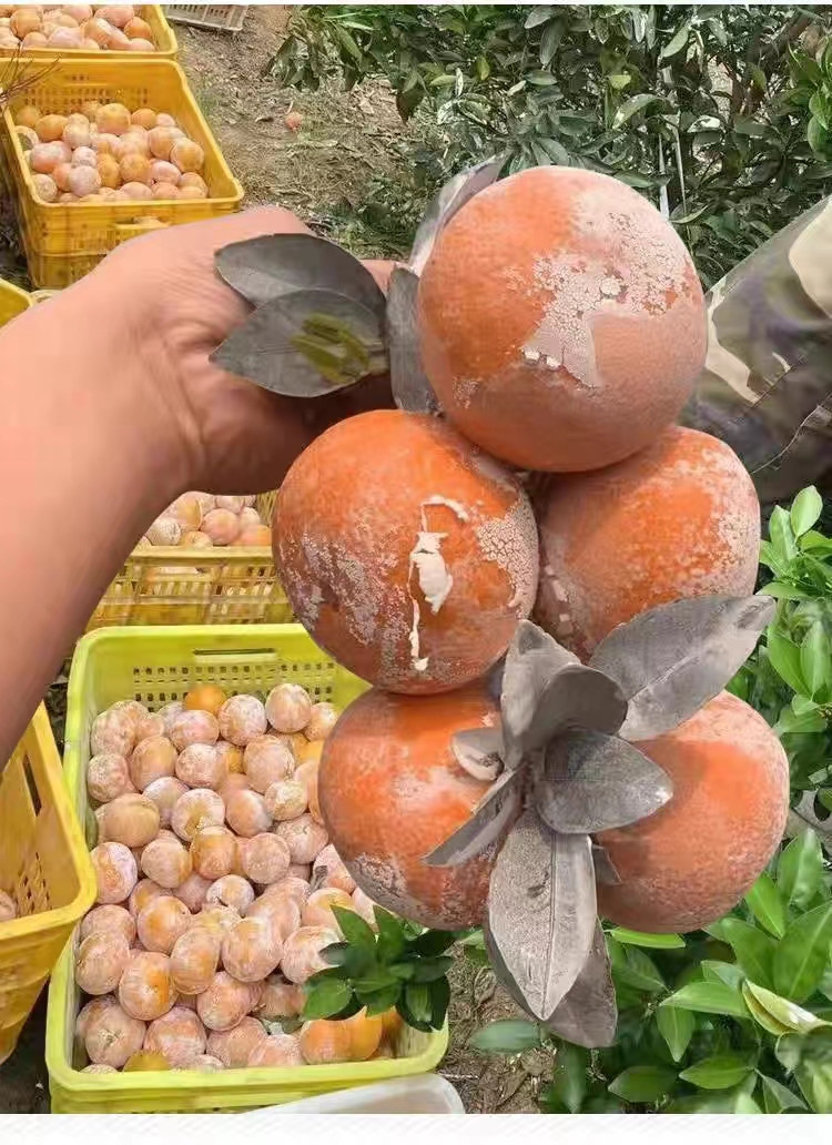农家自产 广西茂谷柑新鲜中大果带花皮表面带石灰脏脏柑