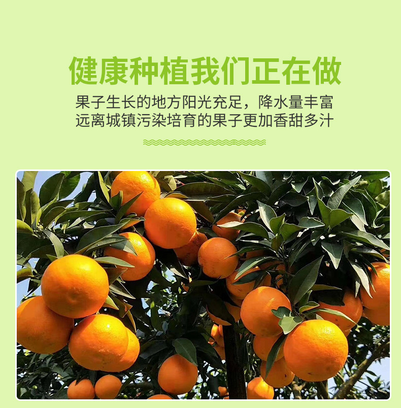 农家自产 四川爱媛38果冻橙YQ04107