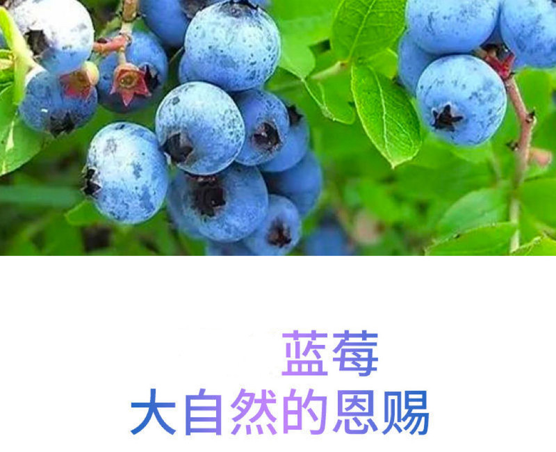 寒冠 【孙吴优选】野生初榨蓝莓果汁饮料
