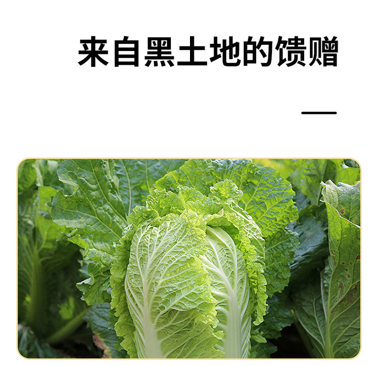 邻家饭香 东北酸菜(丝装) 500g/袋 2袋装 【广东省内包邮】