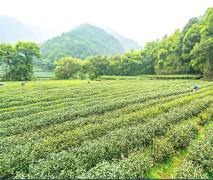 白竹山 查姆红茶一级功夫滇红茶