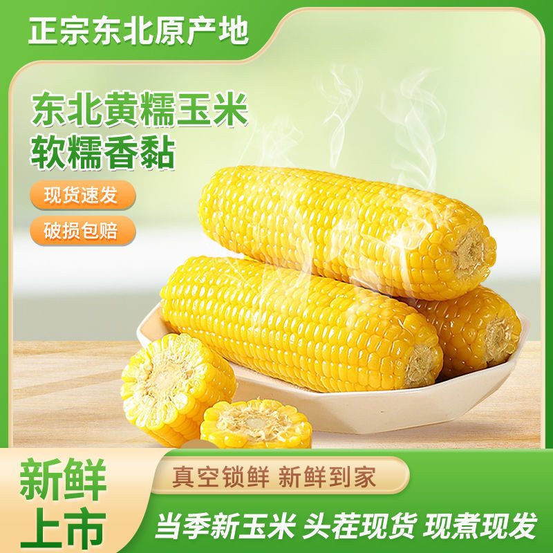 鲜石穗 东北黄糯玉米