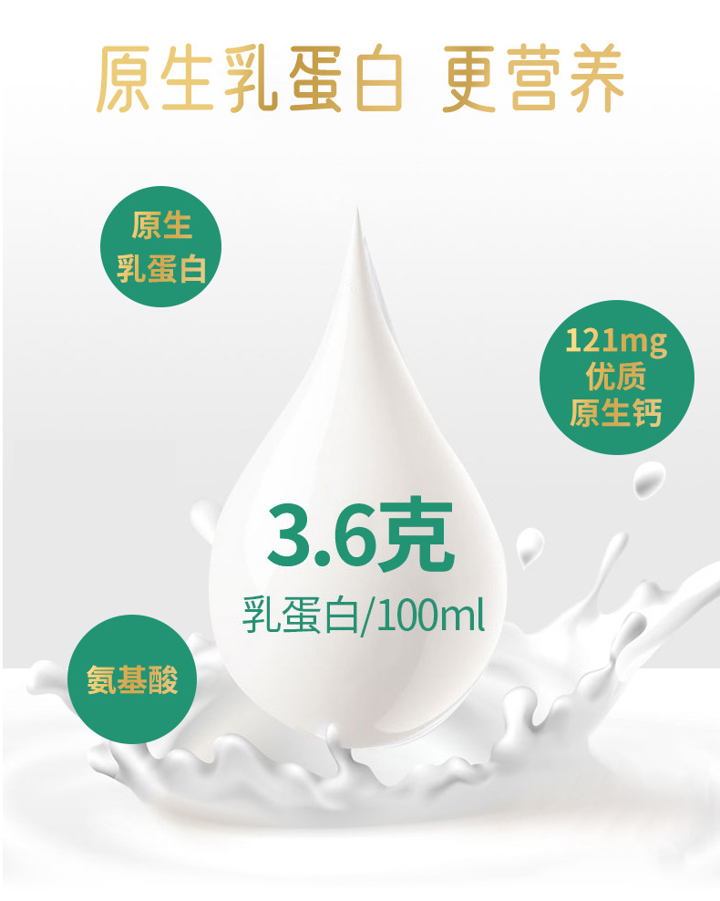  【领劵立减】 天牧圣品 雪域高原3.6g/100ml蛋白全脂高钙纯牛奶