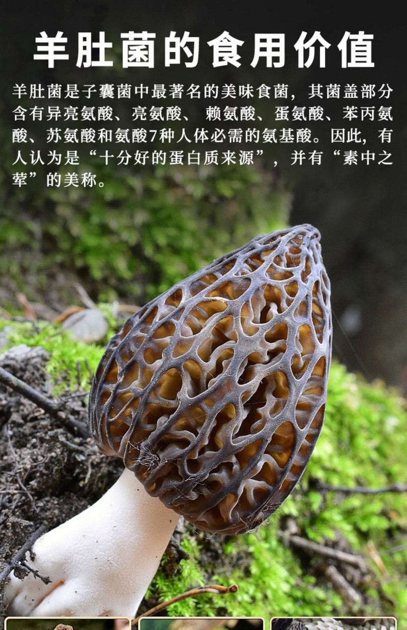 补贴价【下单两包更划算】 九养芝 羊肚菌干货山珍菌菇煲汤食材