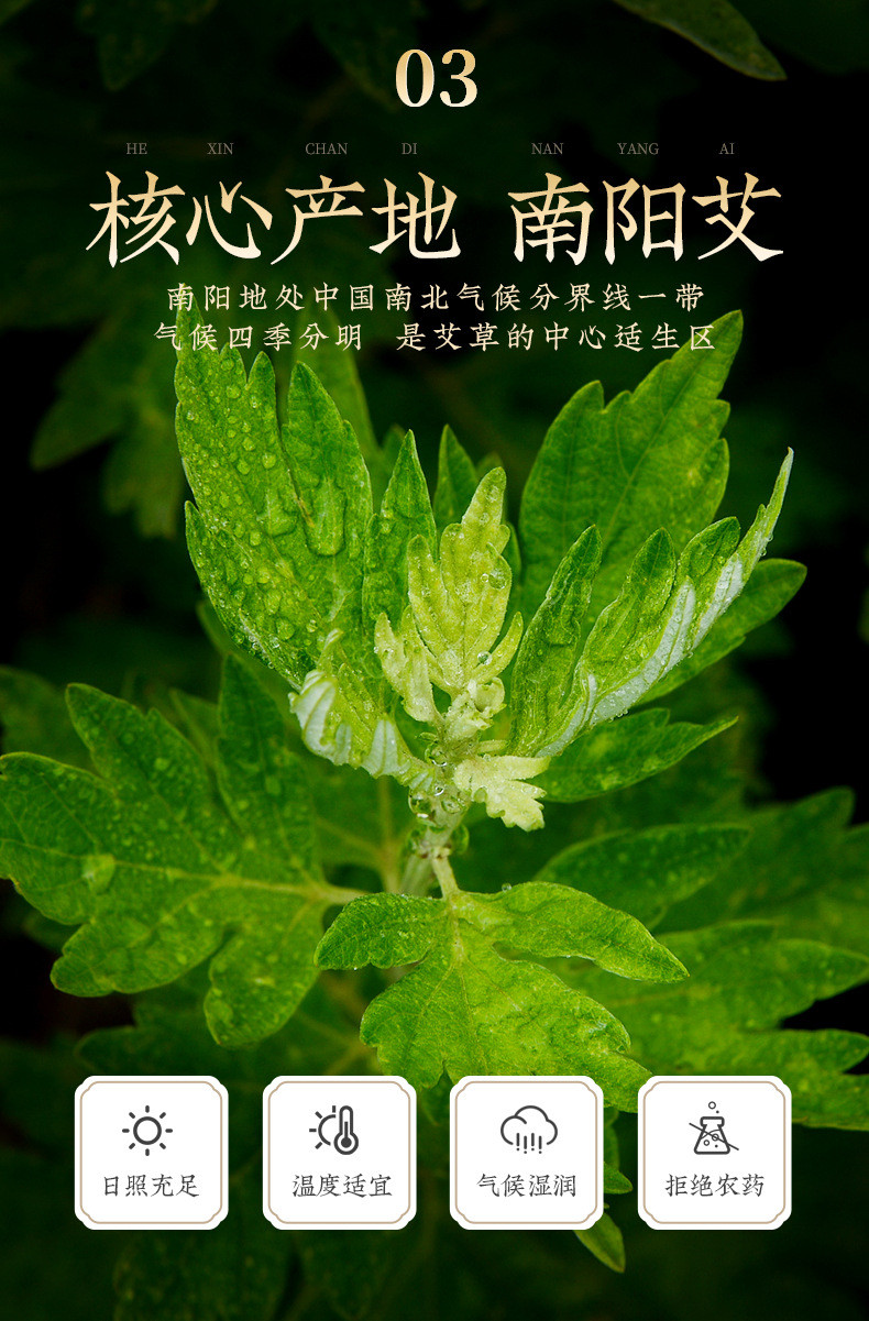 妙艾堂 艾草+多种草本艾灸液 50ml/瓶  滚珠式涂抹多部位适用