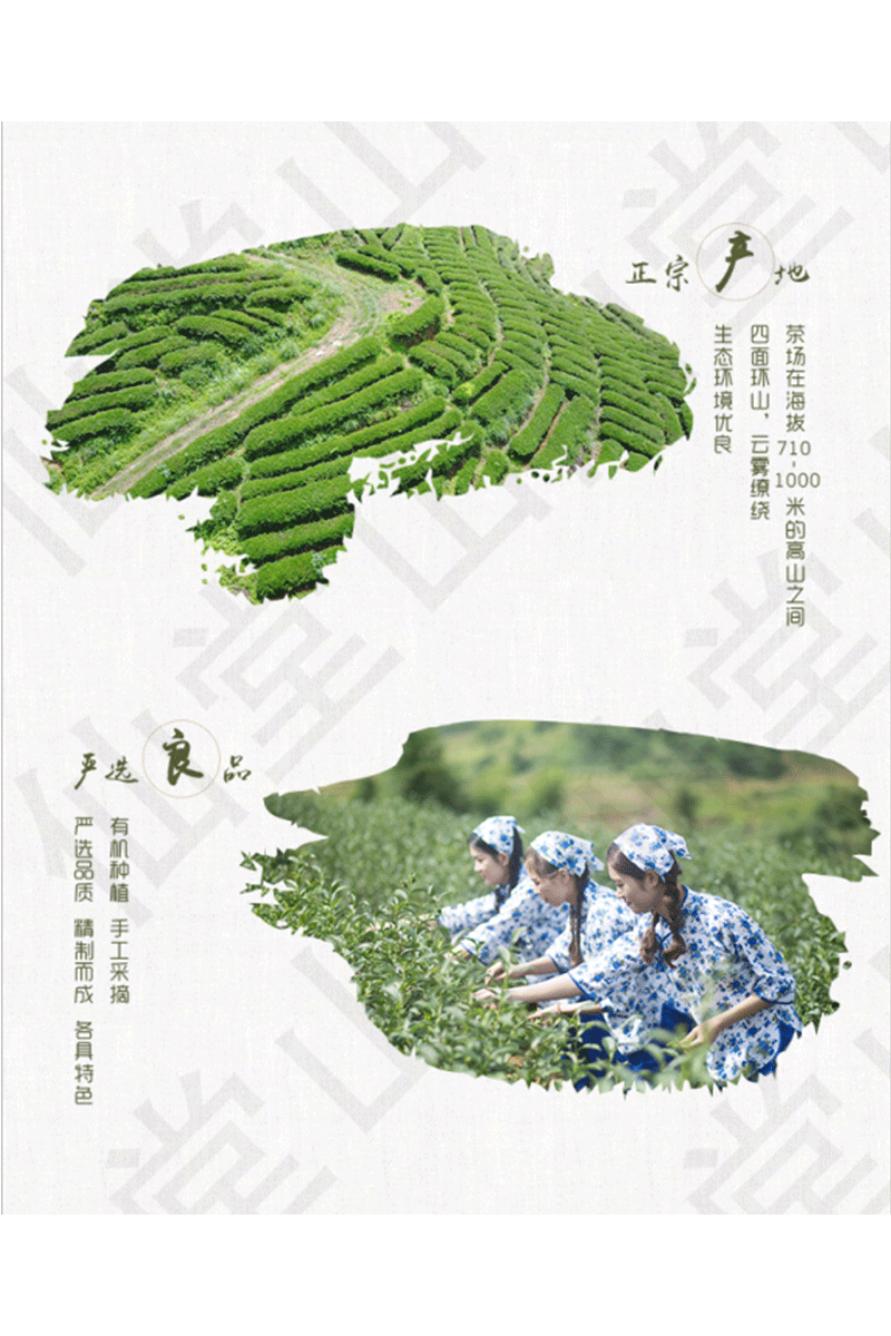  仙堂山 韶关新丰茶洞高山有机绿茶 250克/包 有机绿茶