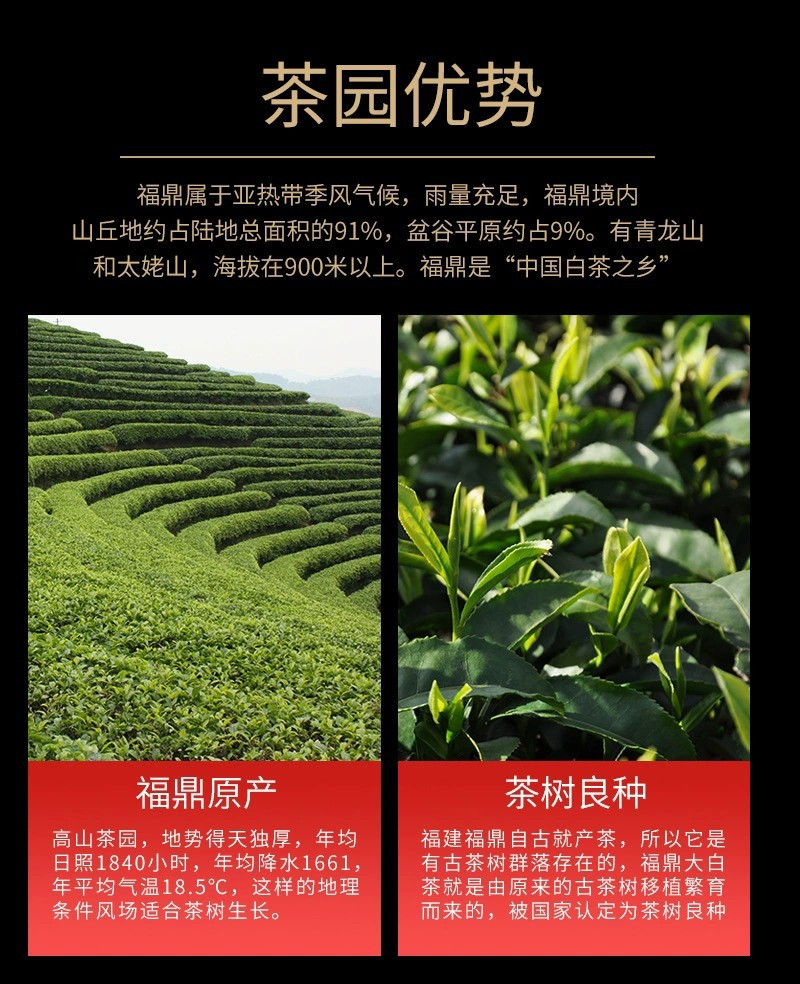 18年福鼎白茶花香白牡丹小方片茶饼高档茶叶礼盒装年货伴手礼