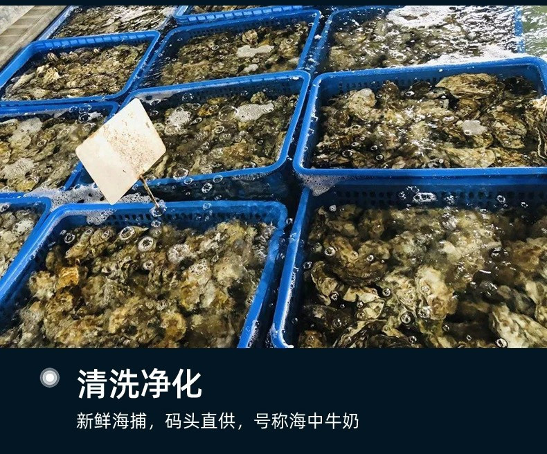 新鲜生蚝鲜活大号海捕牡蛎鲜嫩海蛎子烧烤火锅水产3斤9-12只