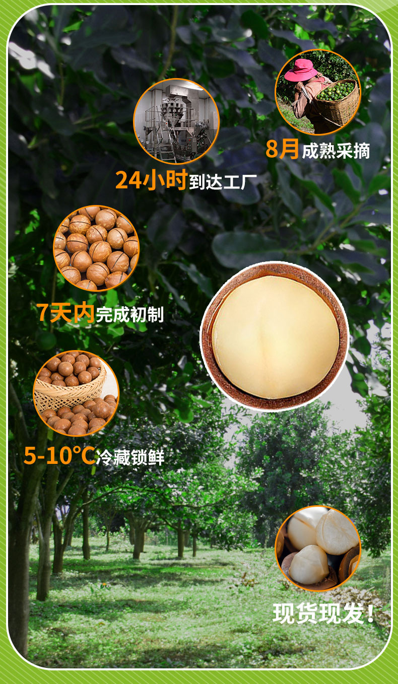 雨林云果 夏威夷果（开口笑）特级果(原味)