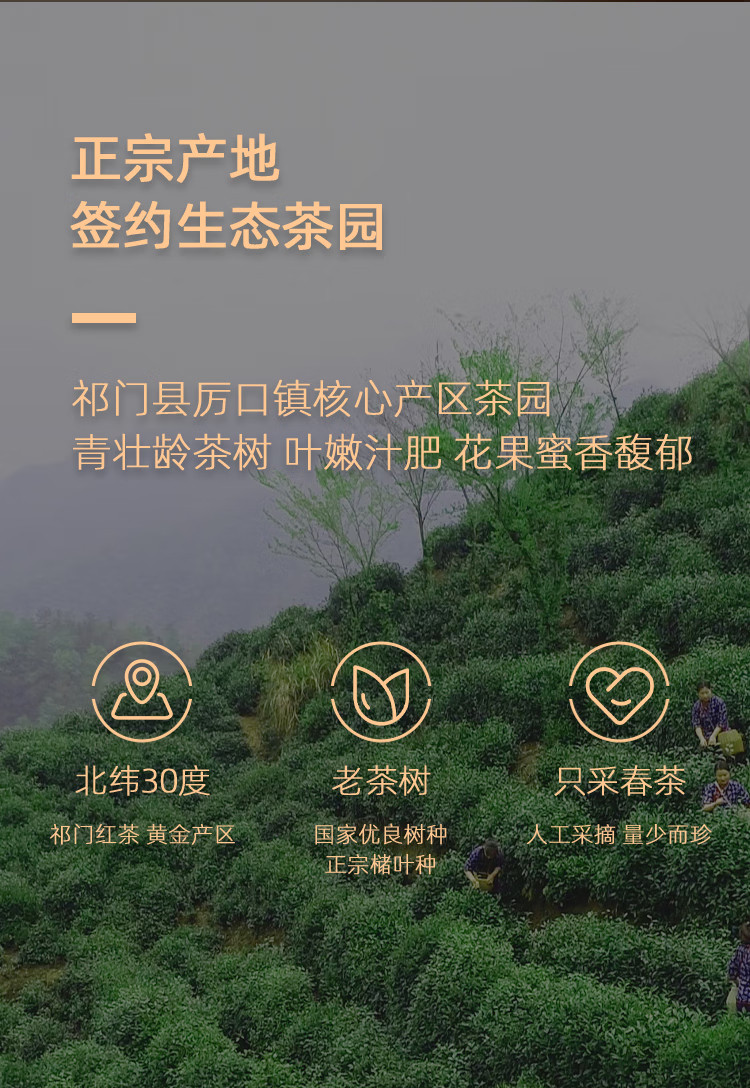 徽之元 祁门红茶特级福罐装150g