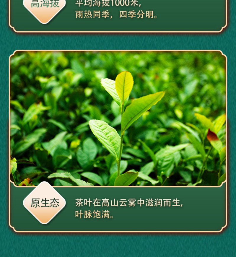 汉口茶厂  西兰卡普•恩施绿茶 一级 硒茶 马口铁方罐