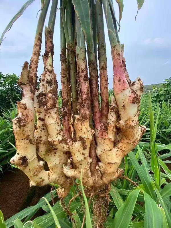 邮鲜生 隆安农家特产白玉姜芽3包 开袋即食