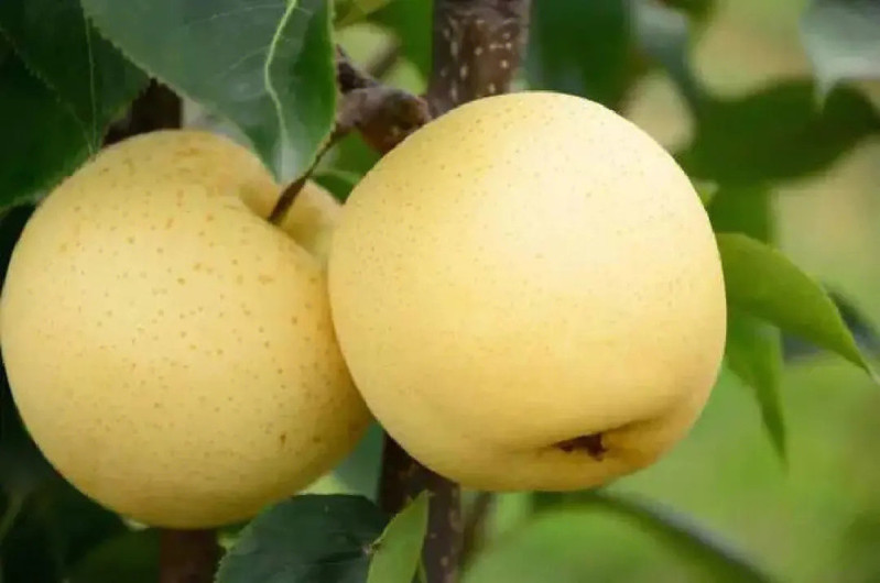 农产品自产自销 梨子