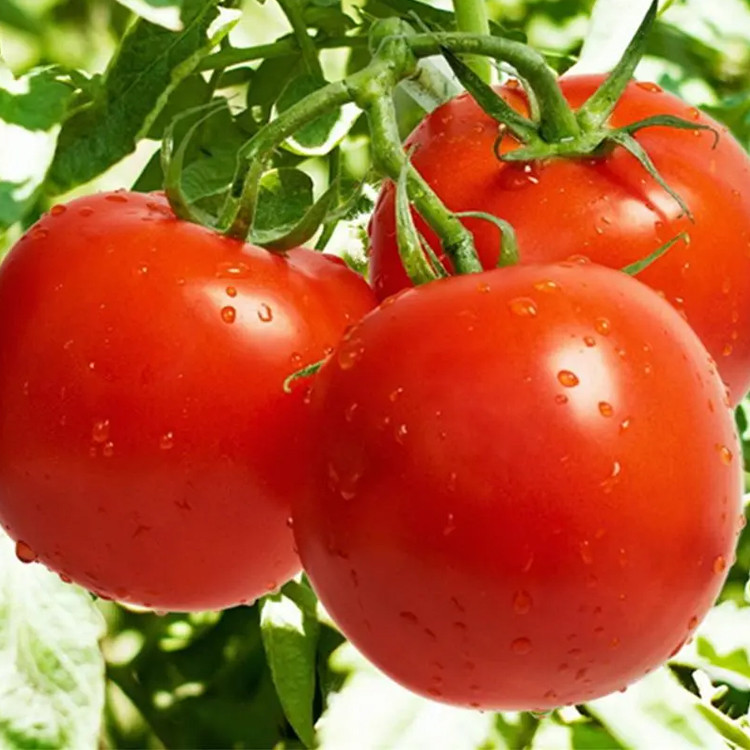 蜂吻 西红柿/番茄