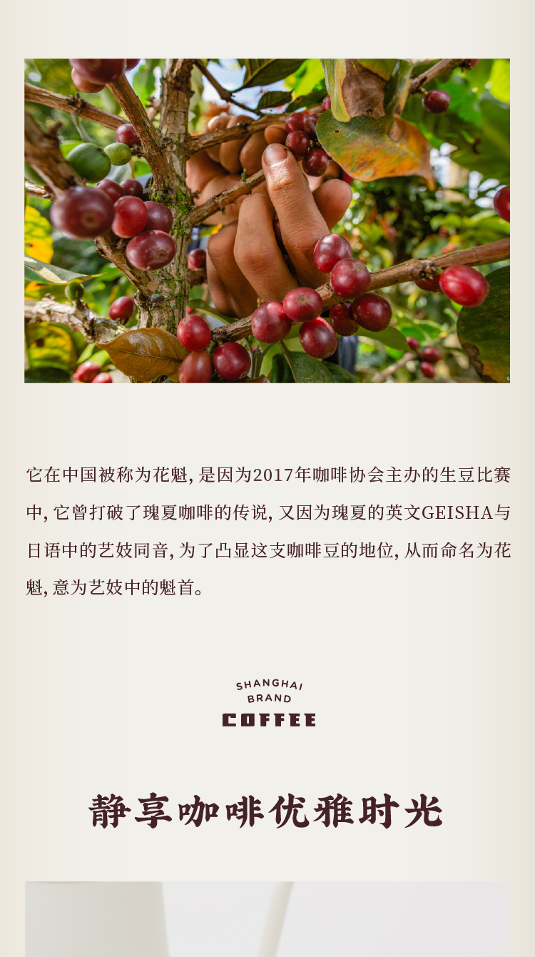 上海牌 花魁咖啡豆 单罐礼盒装