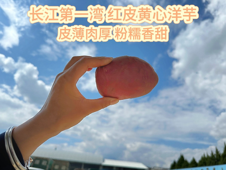 农家自产 丽江长江第一湾红皮黄心洋芋