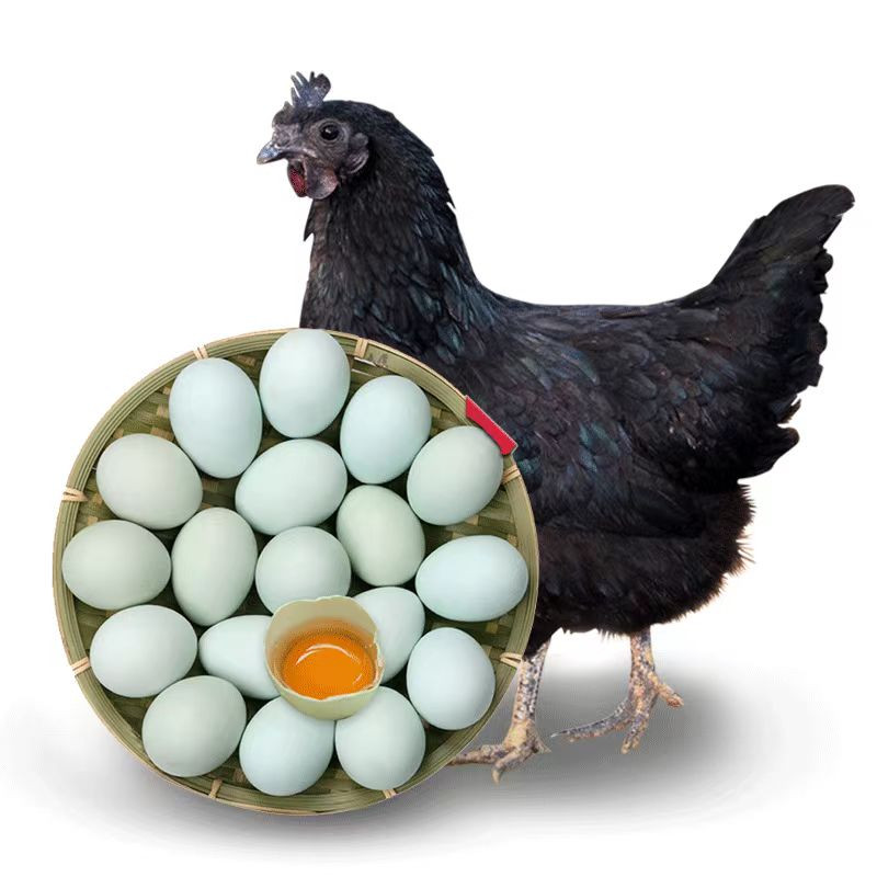 卡普瓦斯 散养土鸡蛋绿壳乌鸡蛋新鲜孕妇月子宝宝蛋老年鲜鸡蛋整箱