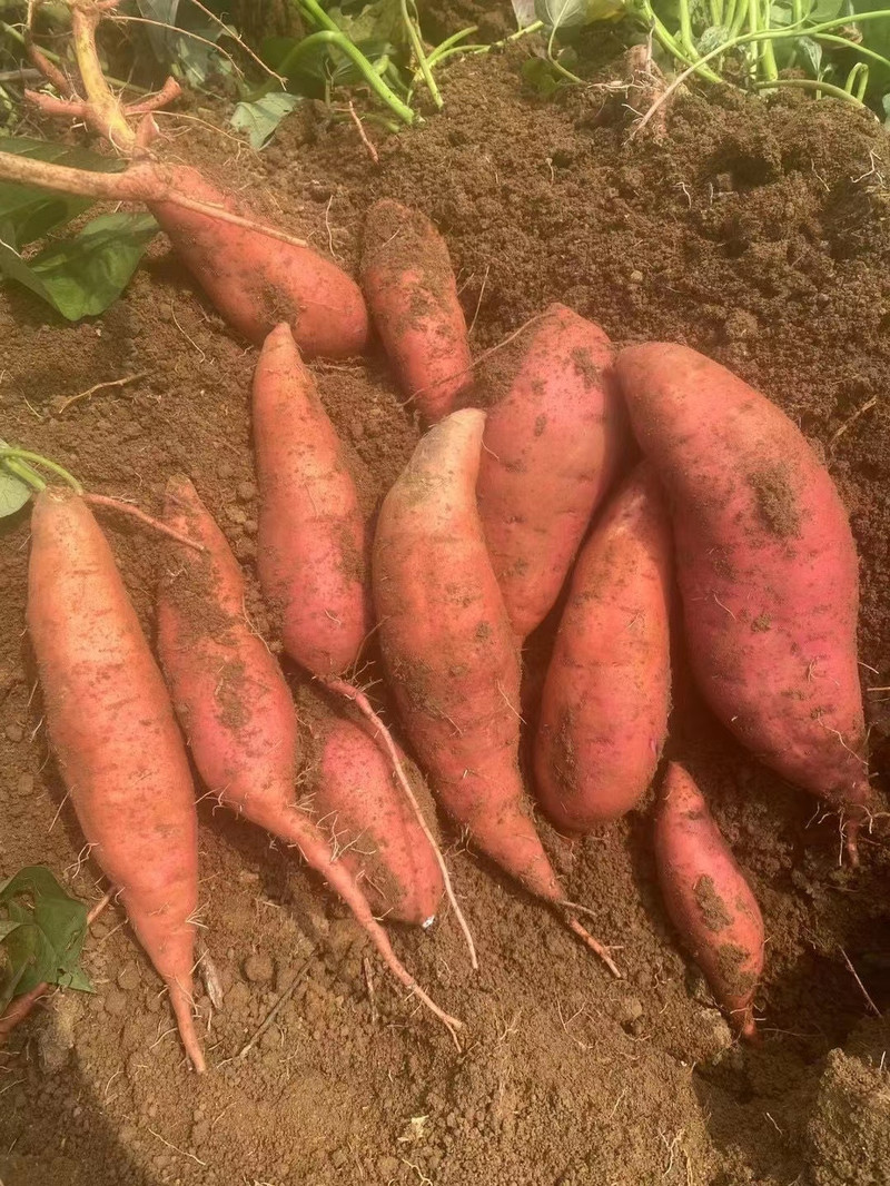 丰登鲜生 糖心蜜薯沙地蜜薯红薯西瓜红蜜薯地瓜红芋山芋超甜糯香甜