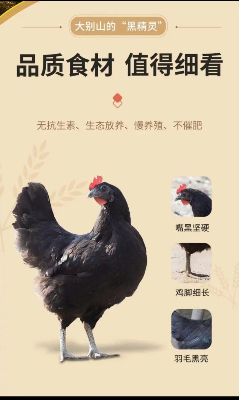 红薯妹 农家放养乌骨鸡 喂五谷杂粮长大土鸡  去毛 约2-2.3斤左右1个