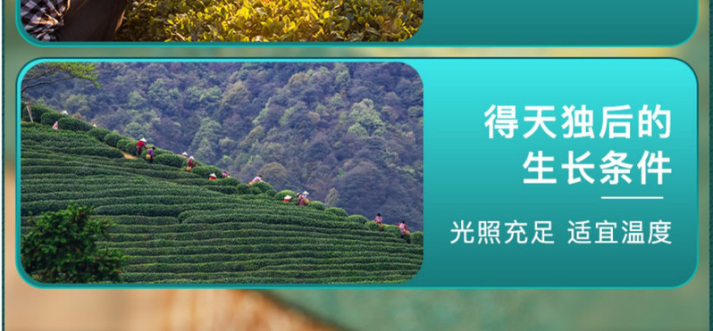 信隆晟 【信阳邮政】信阳毛尖茶叶明前茶高山云雾嫩叶绿茶200克礼盒装