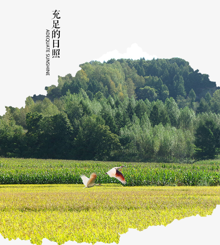 申源 【信阳邮政】晚籼稻生态香米10斤长粒香米