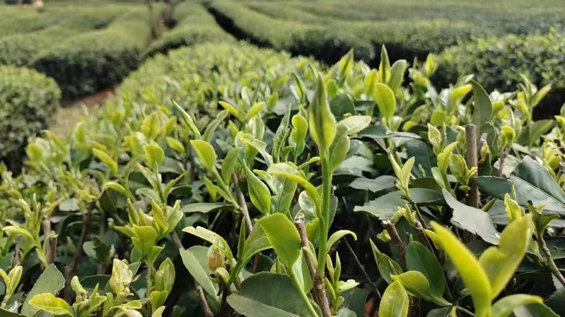 石林拥翠 红茶绿茶礼盒