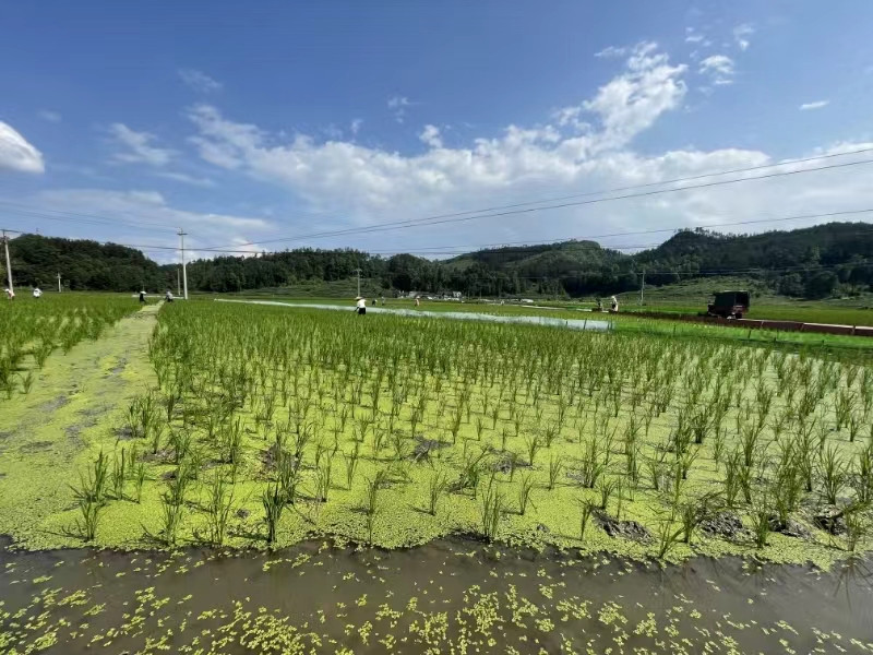 明德平浪大米 黔南都匀【平浪大米】2.5kg（每袋）（高端野香优油丝）