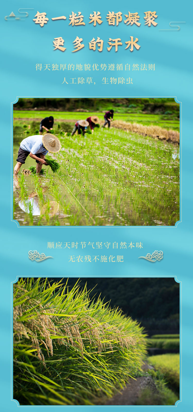 长寿山 有机长粒香米现磨新米当季新米东北大米 5 公斤