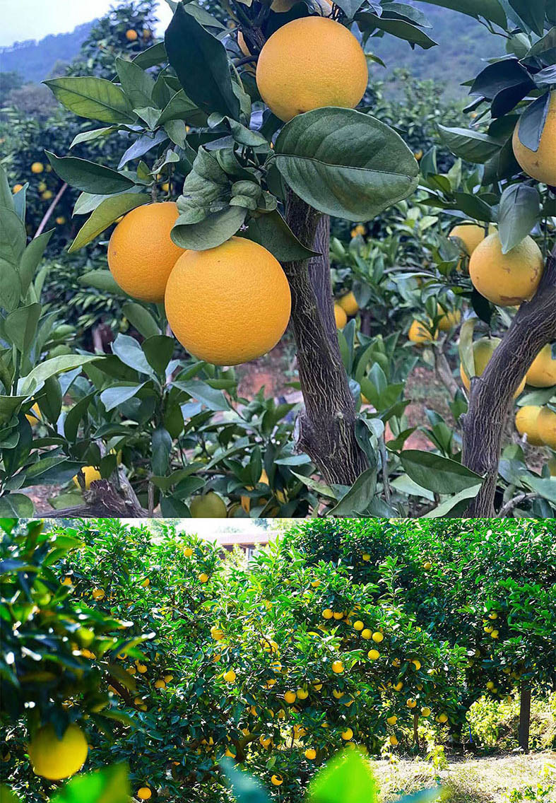  手绘小镇 洛阳农品馆 赣南脐橙10斤（精品中果）现摘新鲜水果橙子