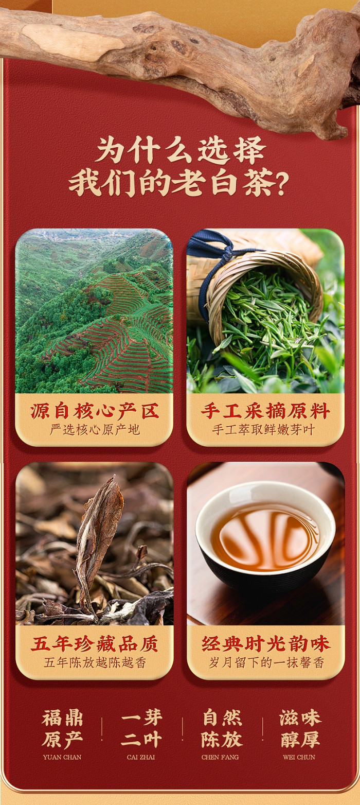 候达 福鼎白茶散茶高档陈年枣香高山老树寿眉礼盒正宗老白茶