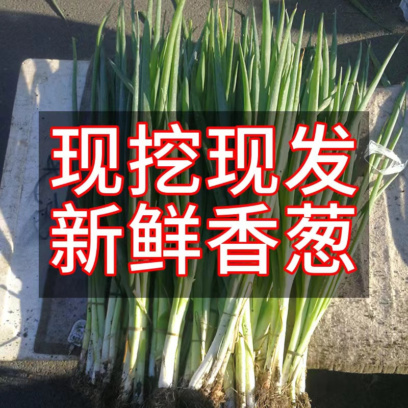 农家自产 【标准村】杨家乡民主村大葱