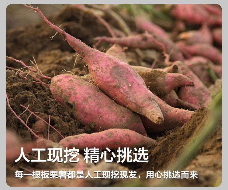  崇研鲜果 板栗红薯5斤装 粉糯香甜肉质细腻