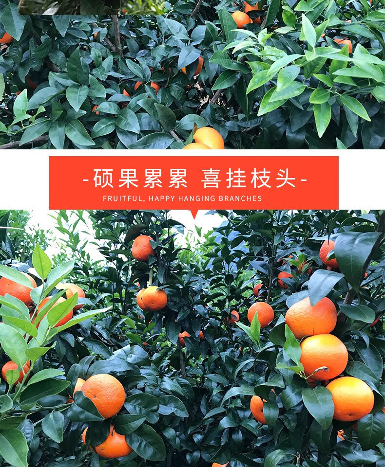  崇研鲜果 广西武鸣新鲜沃柑礼盒5斤大果单果70mm+ 橘子柑橘水果礼盒