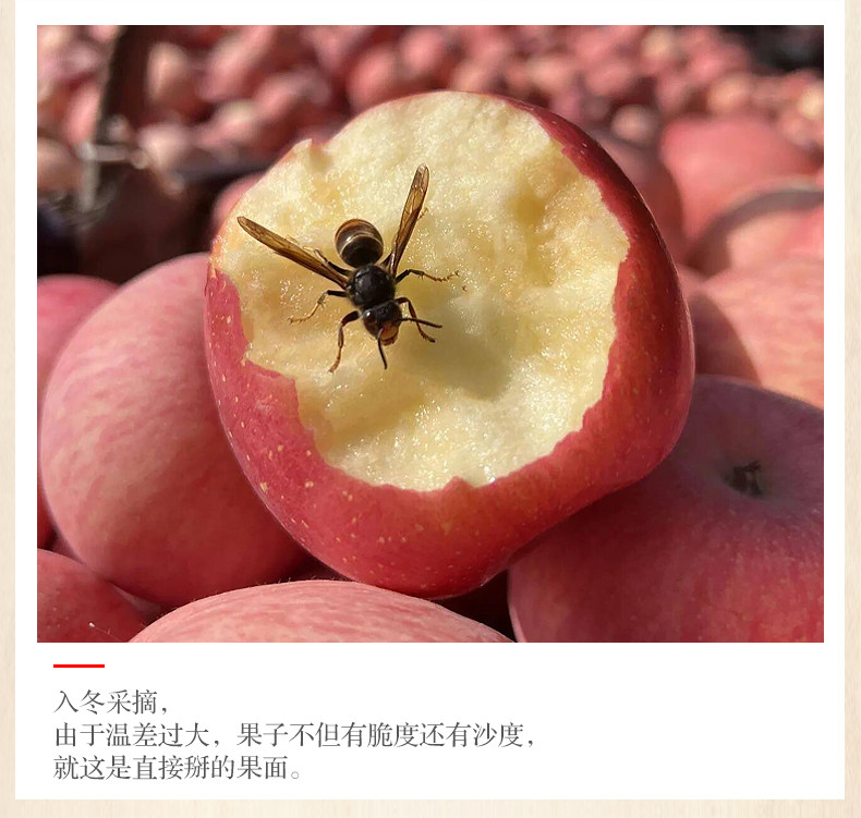 一田一果 运城红富士苹果85-90mm