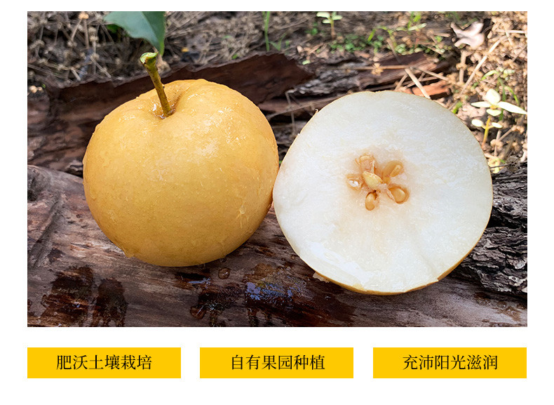 翠王 产地直发丰水梨（单果250g+） 4.5斤