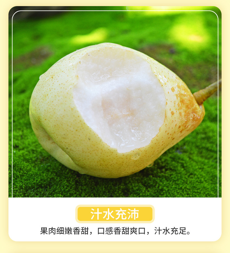 翠王 产地直发河北鸭梨（单果150g+） 4.5斤