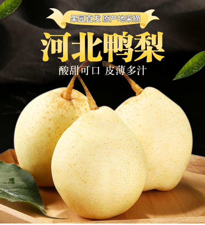 翠王 产地直发河北鸭梨（单果150g+） 4.5斤