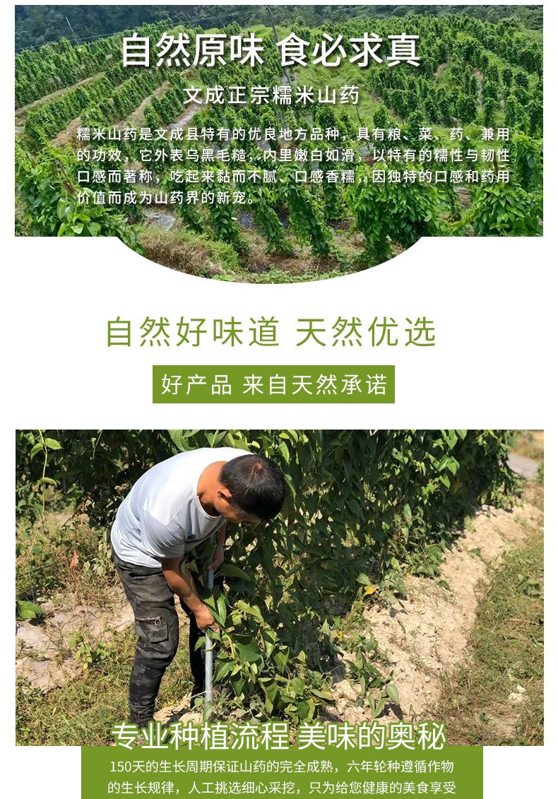 畲大哥 文成特产糯米山药