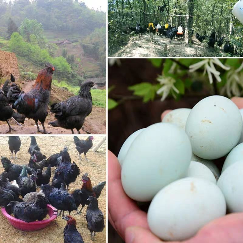鲜小盼 新鲜农家绿壳乌鸡蛋20枚家散养绿壳土鸡蛋笨鸡蛋新鲜天然绿壳蛋