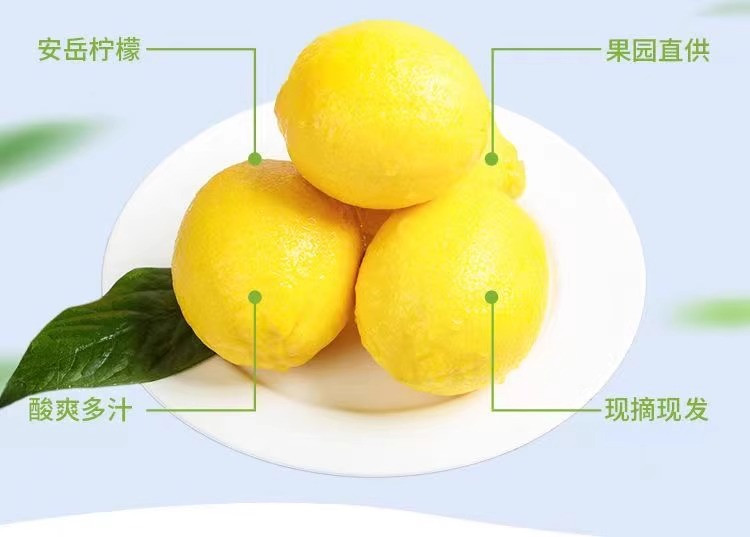 鲜小盼 四川安岳黄柠檬9斤当季现摘新鲜水果商用榨汁奶茶店