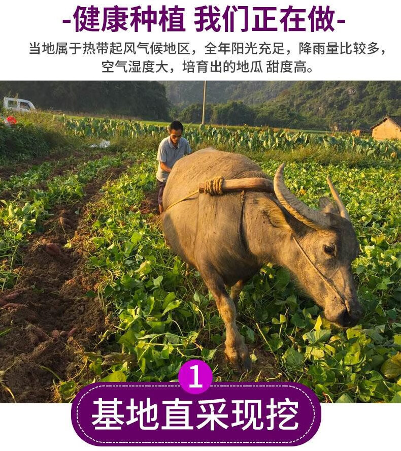 鲜小盼 新鲜紫薯【5斤】紫心红薯番薯地瓜山芋产地直发农家自种