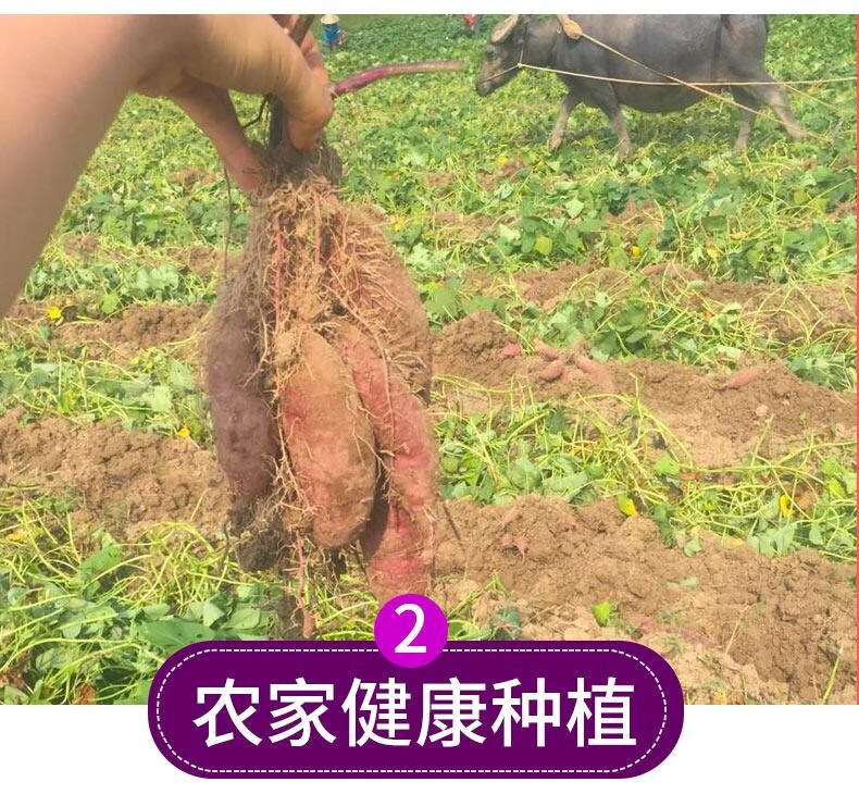 鲜小盼 新鲜紫薯【5斤】紫心红薯番薯地瓜山芋产地直发农家自种