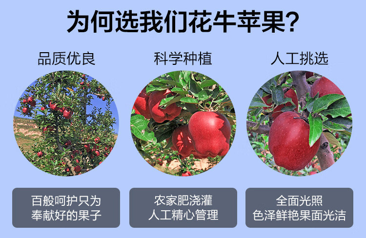 鲜小盼 甘肃天水花牛苹果3斤新鲜水果当季红蛇粉面当季苹果