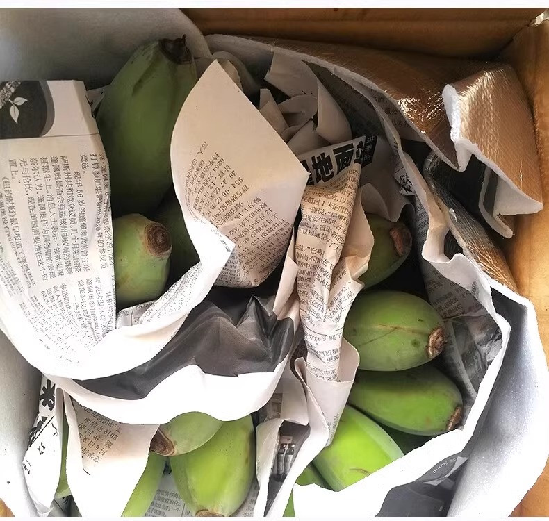 鲜小盼 正宗广西小米蕉香蕉新鲜9斤当季水果薄皮小香蕉甜香蕉带箱苹果蕉 9斤