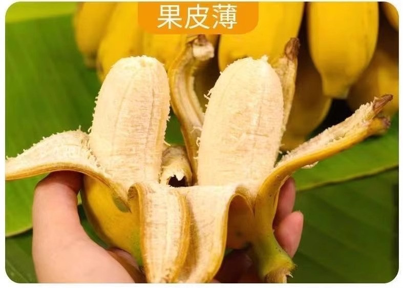 鲜小盼 地直发广西小米蕉3斤现摘当季水果新鲜自然熟小香蕉