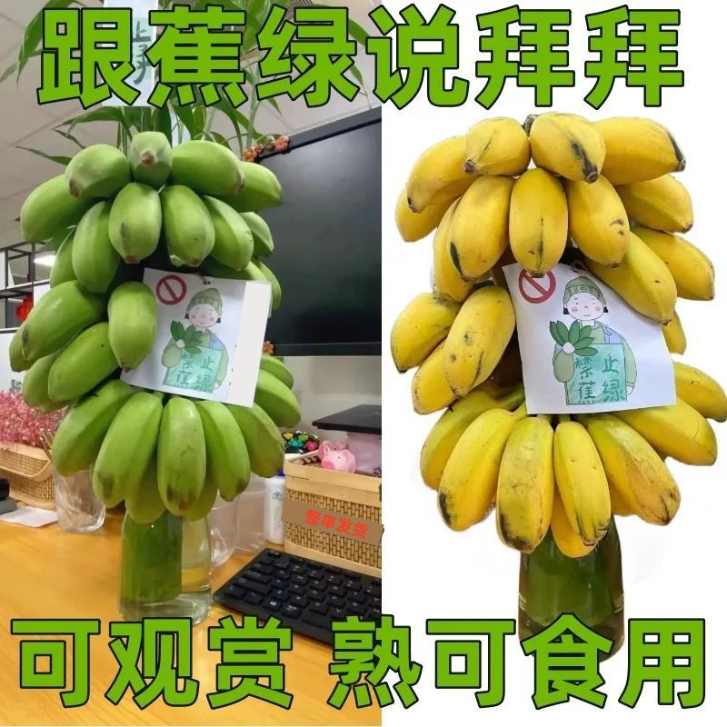 鲜小盼 【助农】带杆8-10斤【3把】香蕉办公室水培养禁止拒绝蕉绿